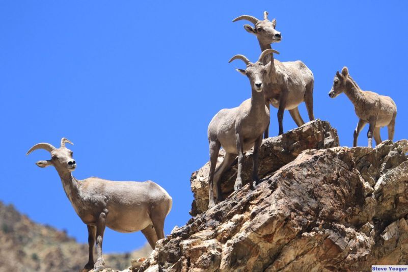 big horn sheep Reeves